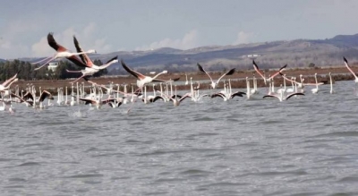 Flamingot “pushtojnë” parkun e Divjakës, pamja tërheq vëmendjen e Reuters