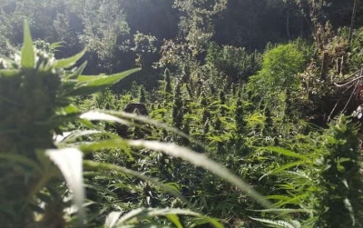 A duhet të mbajë përgjegjësi njeri, edhe sotu zbulua parcela me 1000 rrënjë kanabis