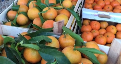 Konispol, vjelja e mandarinave nis me festë, frikë edhe për mungesën e tregut