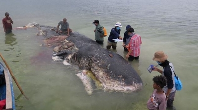 Gjendet e ngordhur balena me 115 gota plastike në stomak