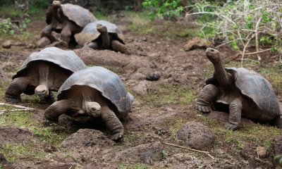 Galapagos rrezikon të humbë turistët, vidhen 123 breshka