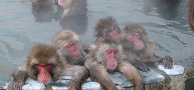 Video/ Japoni, majmunët e dëborës zhyten në ujëra termale