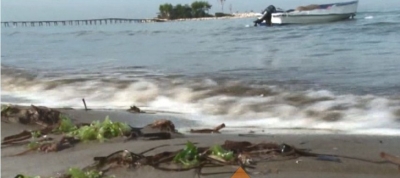 VIDEO/ Peshqit e ngordhur mbulojnë bregun e detit në Kavajë