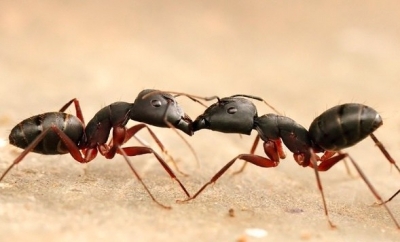 Pse milingonat ecin në një kolonë? Sekreti tek feromonet