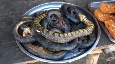Tregti gjarpërinjsh, biznesi më i ri me përfitime marramendëse