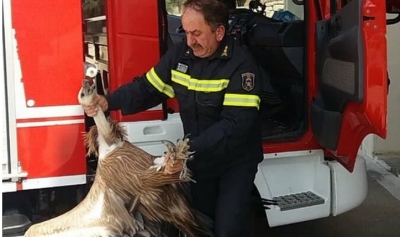 Zogu ia fut me kokë autobusit, përfundon tek veterineri