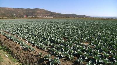 Qeveria ua ka ndërprerë, fermerët blejnë ujë për të shpëtuar të mbjellat