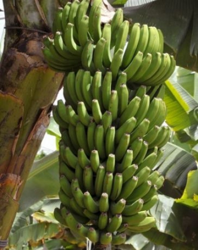 Alarmi/ Shumë shpejt bananet mund të zhduken