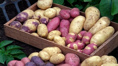 Mësoni të mirat që sjell konsumi i patates