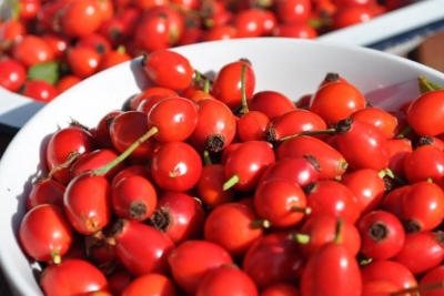 Pluhuri magjik i trëndafilit të egër perfekt kundër dhimbjes e reumatizmës