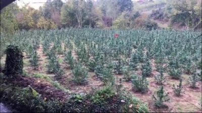 Berisha:Mbjellje masive e hashashit ne jugun e vendit