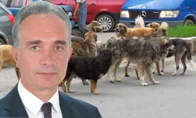 Qentë e rrugës paralizojnë një qytetare në Fier/ Luan Baçi: Të merren menjëherë masa