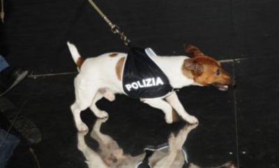 Mafia dënon me vdekje qenin e policisë
