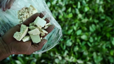 Prodhimi i kokainës në Kolumbi arrin në nivele rekord