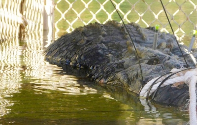 Pas 8 vitesh përndjekje, kapet krokodili 600 kilogramësh në Australi
