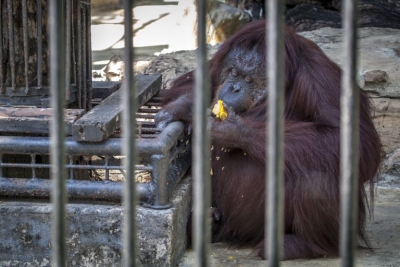 Orangutangu bëhet për .... palestër