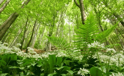 Inventari, 32% e të gjithë florës evropiane gjendet edhe në Shqipëri