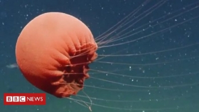 Zbulohet specia e rrallë e detit, kandili i kuq