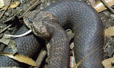 (Video) Shfaqet gjarpëri gjigand në Mat, terrorizohen banorët
