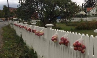 Kur kanë shumë fruta, norvegjezët i vendosin jashtë oborrit që kalimtarët t’i marrin