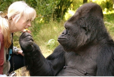 Ngordh gorrilla më e famshme në botë në moshën 46-vjeçare