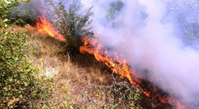 Merr flakë kurora e gjelbër në Lushnjë, shkrumbohen 10 hektarë ullishte dhe shkurre