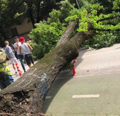 Rrëzohet pema gjigande në mes të Bllokut (VIDEO)