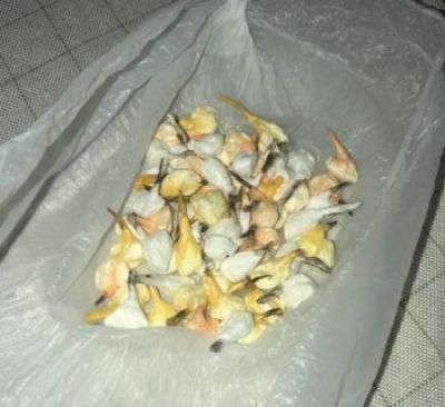 Shpërndanin drogë në Tiranë, në pranga dy të rinjtë