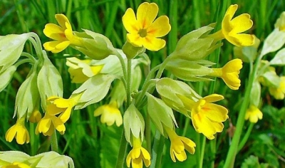 Primula Veris, bima që vlen më shumë se kokaina