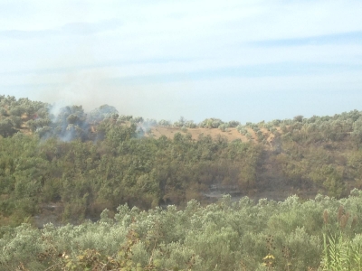 Foto dhe video/ Digjen mijëra rrënjë ullinj në Lushnje, qeveria nuk ekziston