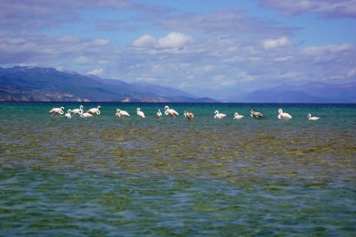 Flamingot shfaqen në Pogradec, ndodh për herë të parë