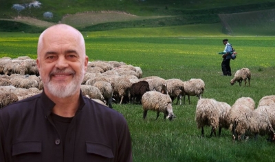 Shpopullimi/ Qeveria braktis blegtorët dhe fermerët, numri i bagëtive rënie vjetore mbi 11%