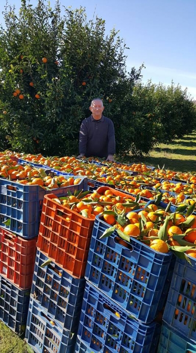 Fermerët e Konispolit të braktisur nga qeveria &quot;Rama&quot;, nuk iu shitet prodhimi