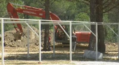 Në Gjirin e Lalzit priten pishat e “mbillet” betoni