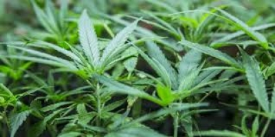 Ja kush janë efektet e marijuanës në trupin e njeriut
