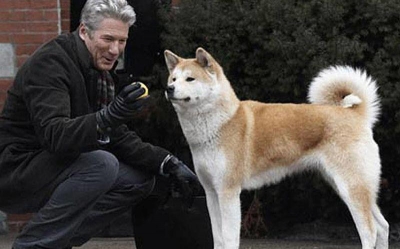 Një ‘Hachiko’ i kohëve moderne/ Qeni në Vushtrri 6 ditë pa ngrënë, pret të vijë pronari që u nda nga jeta