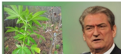 FOTO/ Fillon kanabizimi i vendit, ja si po mbillen parcelat me hashash fare pranë Tiranës