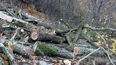 Katastrofa natyrore, e shpallën Park Natyror por në Zagori priten pishat