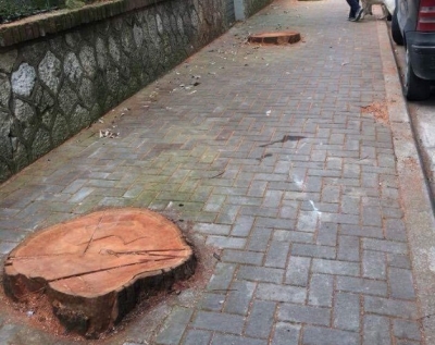 Foto/ Priten pemët në kryeqytet