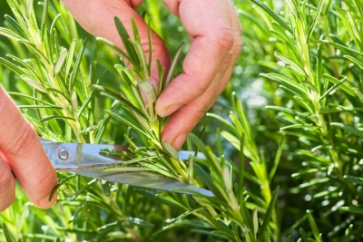 Rozmarina, aftësitë shëruese të bimës së shenjtë