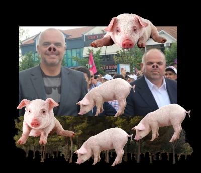 Rama pa Gjicin në sy dhe tha: Pyll pa derra nuk ka