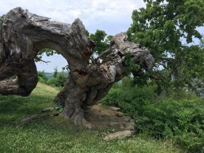 Misteri i pemës shekullore në Gramsh, nuk është shpallur kurrë monument natyror