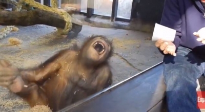 Majmuni shtrihet përtokë së qeshuri kur sheh një truk të këtij burri