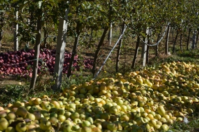 FOTOT/Dibranëve ju kalben mollët, iu shkon dëm mundi dhe djersa e punës nga mosmbështetja e qeverisë