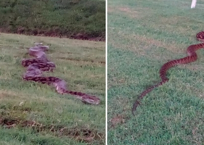 Foto/ Pitoni gjigand tmerron njerëzit në fushën e hipizmit