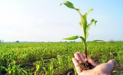 200 ha të mbjella dëm/ Qeveria nuk çon ujë në Rrogozhinë