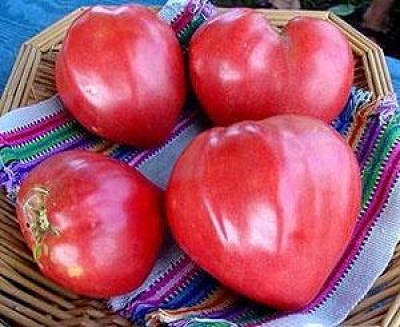 Domatet zemërkau/ Autentiket shqiptare, më të freskëtat e stinës