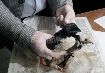 Policia &quot;arreston&quot; pëllumbin &quot;postier&quot;, po fuste ne burg celularin