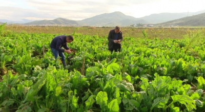 Fermerët u mashtruan edhe këtë vit, s&#039;ka subvencione