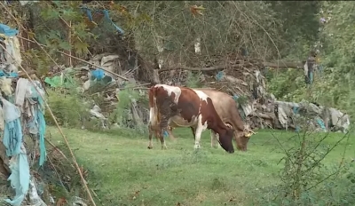 E vërteta e hidhur që tregojnë pemët pranë lumit të Tiranës